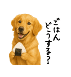 ゴールデンレトリバー★必ず使う家族連絡（個別スタンプ：26）