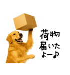 ゴールデンレトリバー★必ず使う家族連絡（個別スタンプ：30）