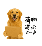 ゴールデンレトリバー★必ず使う家族連絡（個別スタンプ：31）