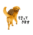 ゴールデンレトリバー★必ず使う家族連絡（個別スタンプ：32）