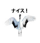 大人かわいいタンチョウ鶴（個別スタンプ：1）