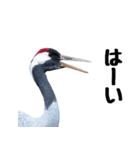 大人かわいいタンチョウ鶴（個別スタンプ：2）