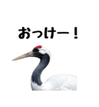 大人かわいいタンチョウ鶴（個別スタンプ：3）