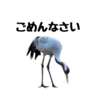大人かわいいタンチョウ鶴（個別スタンプ：4）