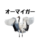 大人かわいいタンチョウ鶴（個別スタンプ：5）