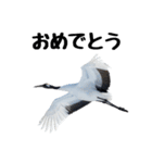 大人かわいいタンチョウ鶴（個別スタンプ：6）