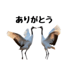 大人かわいいタンチョウ鶴（個別スタンプ：7）