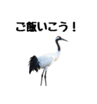 大人かわいいタンチョウ鶴（個別スタンプ：8）