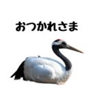 大人かわいいタンチョウ鶴（個別スタンプ：10）