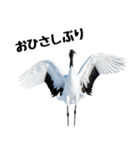 大人かわいいタンチョウ鶴（個別スタンプ：11）