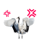 大人かわいいタンチョウ鶴（個別スタンプ：12）