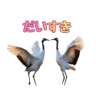 大人かわいいタンチョウ鶴（個別スタンプ：13）