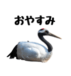 大人かわいいタンチョウ鶴（個別スタンプ：14）
