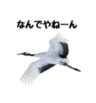 大人かわいいタンチョウ鶴（個別スタンプ：15）
