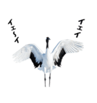 大人かわいいタンチョウ鶴（個別スタンプ：16）