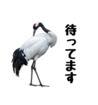 大人かわいいタンチョウ鶴（個別スタンプ：17）