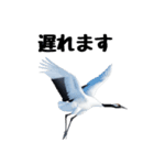 大人かわいいタンチョウ鶴（個別スタンプ：18）