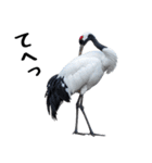 大人かわいいタンチョウ鶴（個別スタンプ：19）