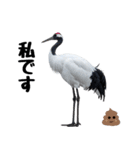 大人かわいいタンチョウ鶴（個別スタンプ：20）