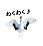 大人かわいいタンチョウ鶴（個別スタンプ：21）