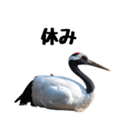大人かわいいタンチョウ鶴（個別スタンプ：22）
