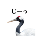 大人かわいいタンチョウ鶴（個別スタンプ：23）