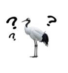 大人かわいいタンチョウ鶴（個別スタンプ：24）