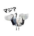 大人かわいいタンチョウ鶴（個別スタンプ：25）