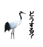 大人かわいいタンチョウ鶴（個別スタンプ：26）