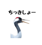 大人かわいいタンチョウ鶴（個別スタンプ：27）