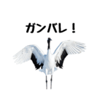 大人かわいいタンチョウ鶴（個別スタンプ：28）