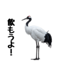 大人かわいいタンチョウ鶴（個別スタンプ：29）