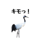 大人かわいいタンチョウ鶴（個別スタンプ：30）