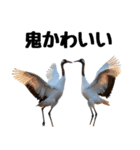 大人かわいいタンチョウ鶴（個別スタンプ：31）