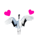 大人かわいいタンチョウ鶴（個別スタンプ：33）