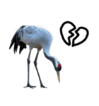 大人かわいいタンチョウ鶴（個別スタンプ：34）