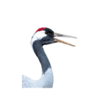 大人かわいいタンチョウ鶴（個別スタンプ：35）