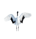 大人かわいいタンチョウ鶴（個別スタンプ：36）