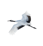 大人かわいいタンチョウ鶴（個別スタンプ：37）