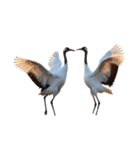 大人かわいいタンチョウ鶴（個別スタンプ：38）