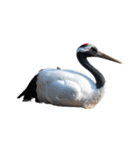 大人かわいいタンチョウ鶴（個別スタンプ：39）