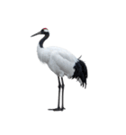 大人かわいいタンチョウ鶴（個別スタンプ：40）