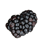 ラズベリー＆ブラックベリー コレクション（個別スタンプ：7）