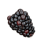 ラズベリー＆ブラックベリー コレクション（個別スタンプ：14）