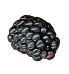 ラズベリー＆ブラックベリー コレクション（個別スタンプ：16）