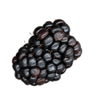 ラズベリー＆ブラックベリー コレクション（個別スタンプ：21）