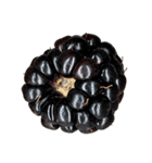 ラズベリー＆ブラックベリー コレクション（個別スタンプ：22）