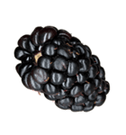 ラズベリー＆ブラックベリー コレクション（個別スタンプ：24）