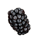 ラズベリー＆ブラックベリー コレクション（個別スタンプ：29）