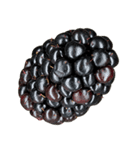 ラズベリー＆ブラックベリー コレクション（個別スタンプ：32）